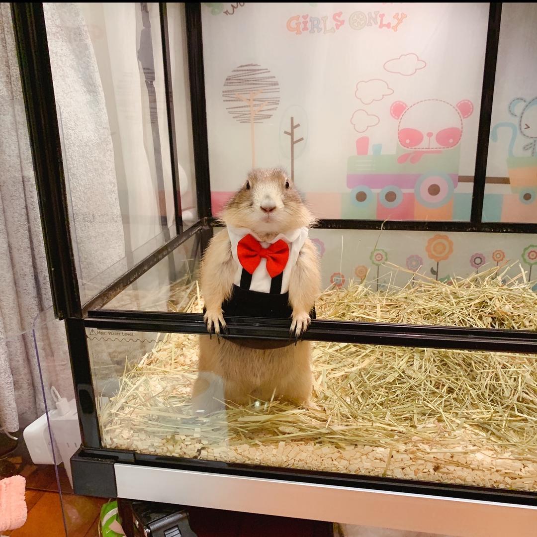 👻哈尼👑软萌土拨鼠🐹@抖音