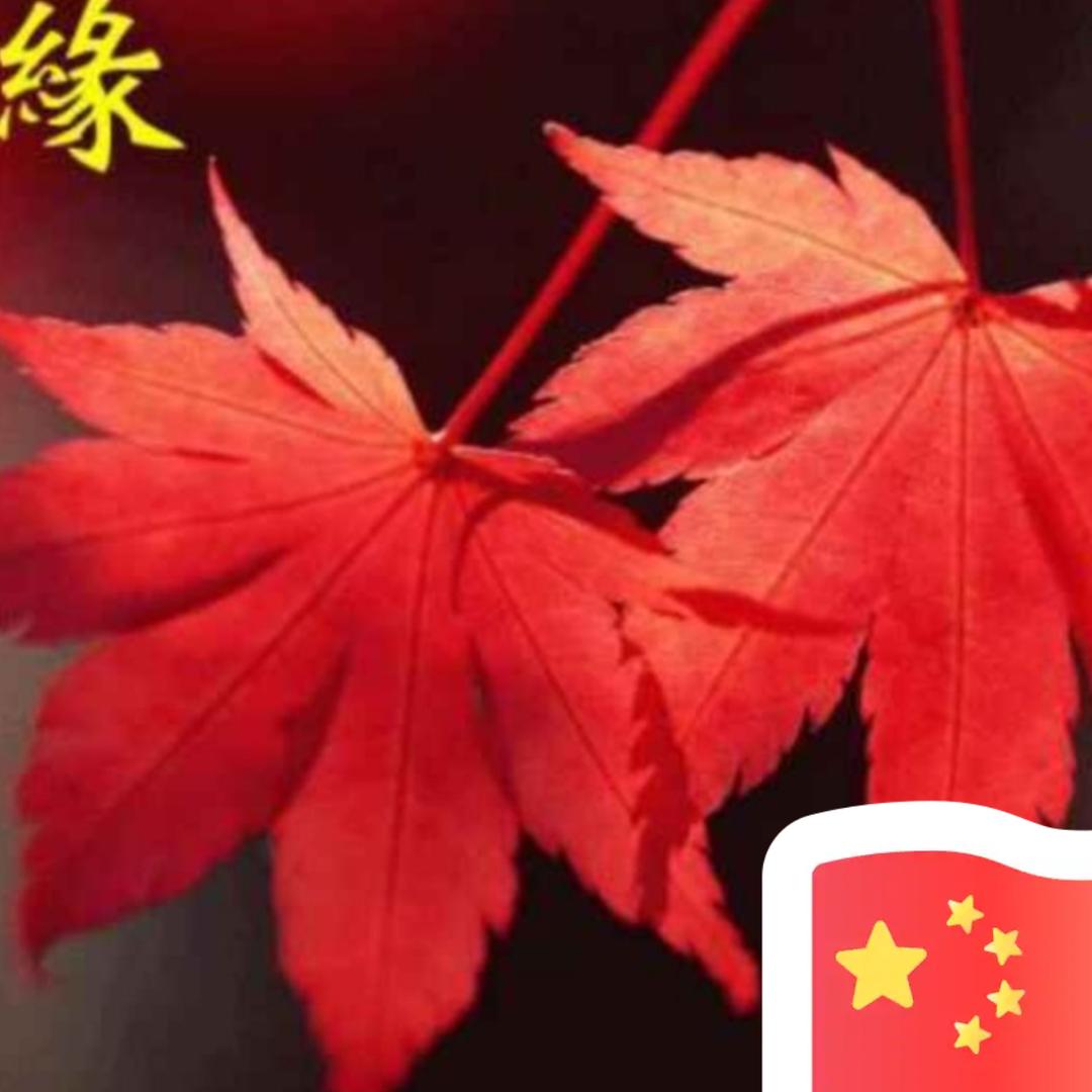 香香🌹（10朵）