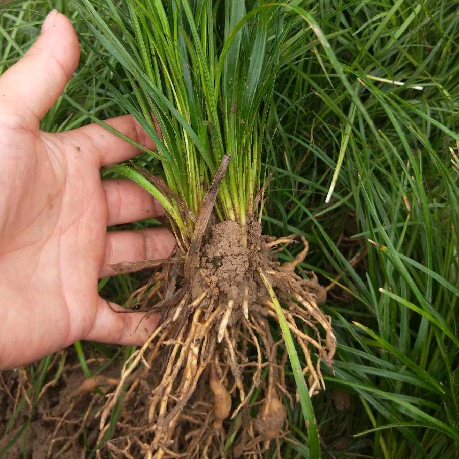 四川萌诚苗木有限公司