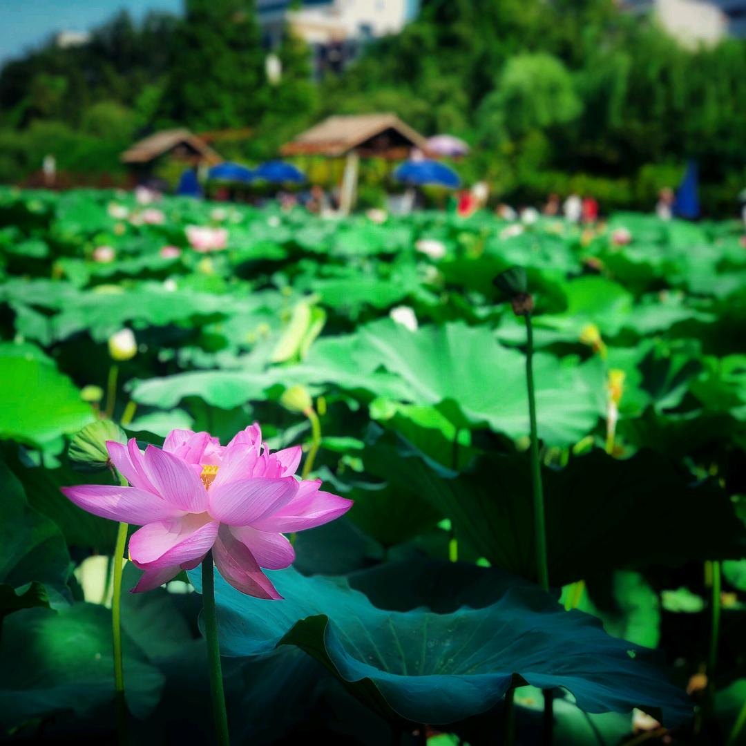 春天@
