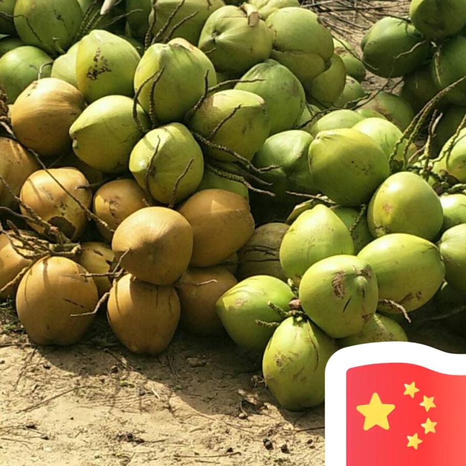 海甸岛批发椰子