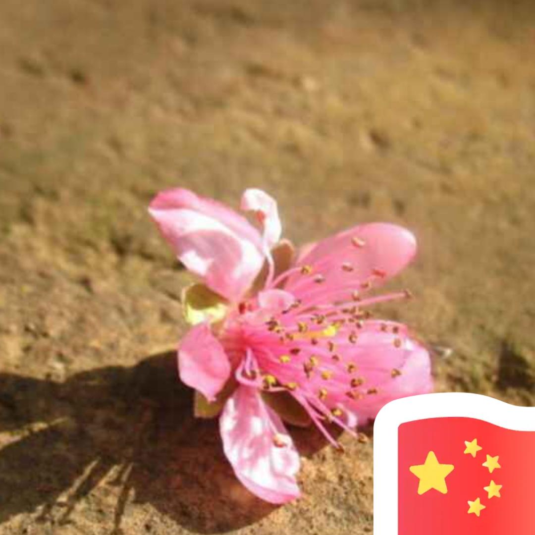 帘外落花闲不扫