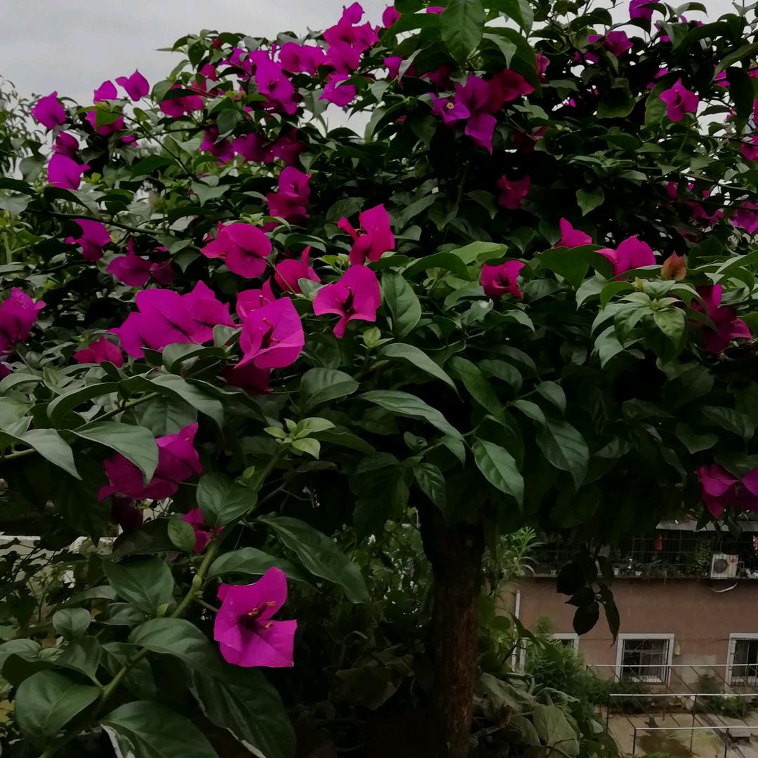 清晨