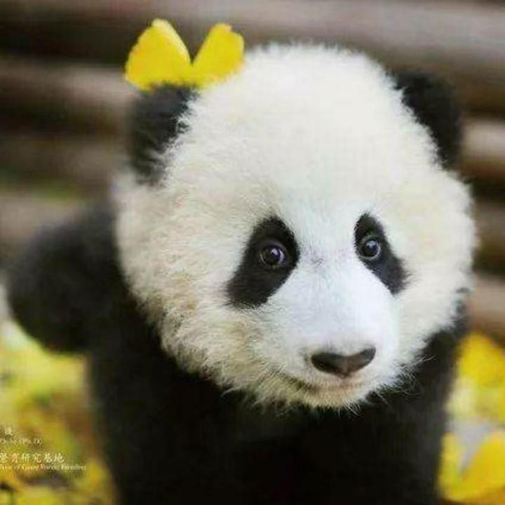 甜甜蜜蜜汁