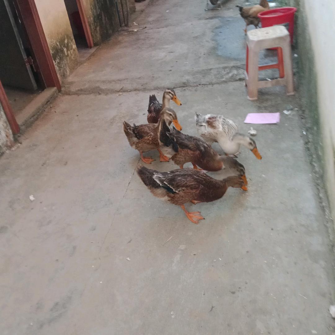 维斯雨天