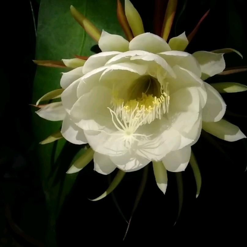 丁香花