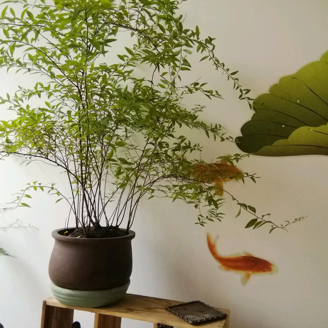 苏