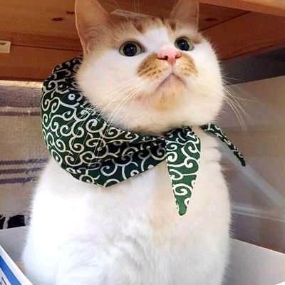 是肥猫啊