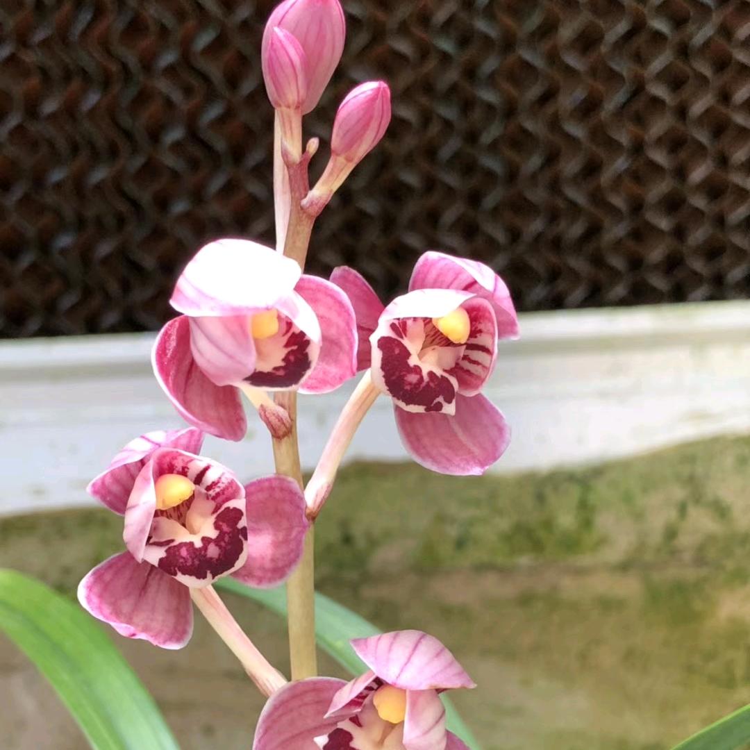 百惠兰花(直播中)
