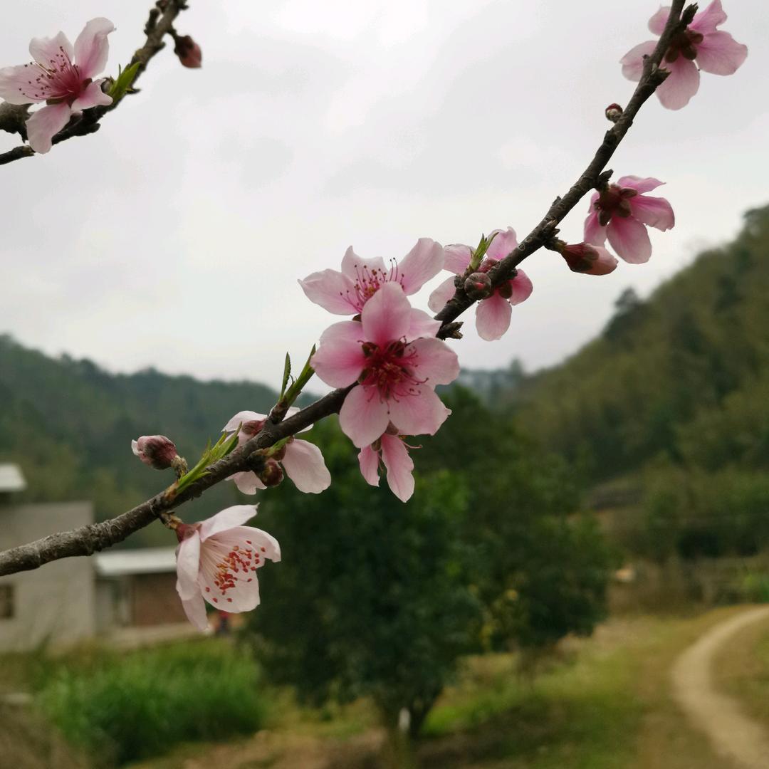 意辉