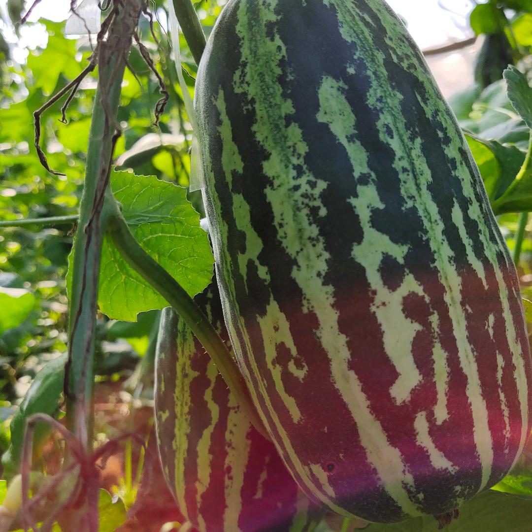 程氏农资种苗基地