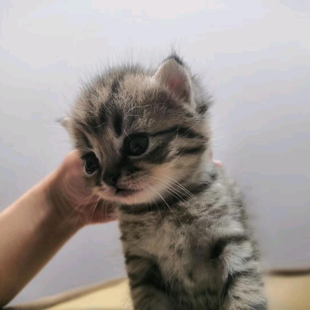 “近赤者红”的猪