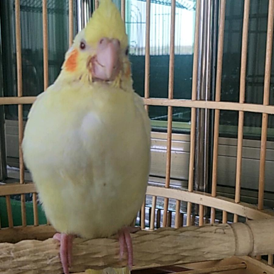 狼哥