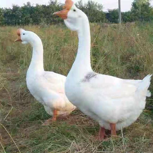 肥西县黄店老雁鹅养殖农民专业合作社的小店