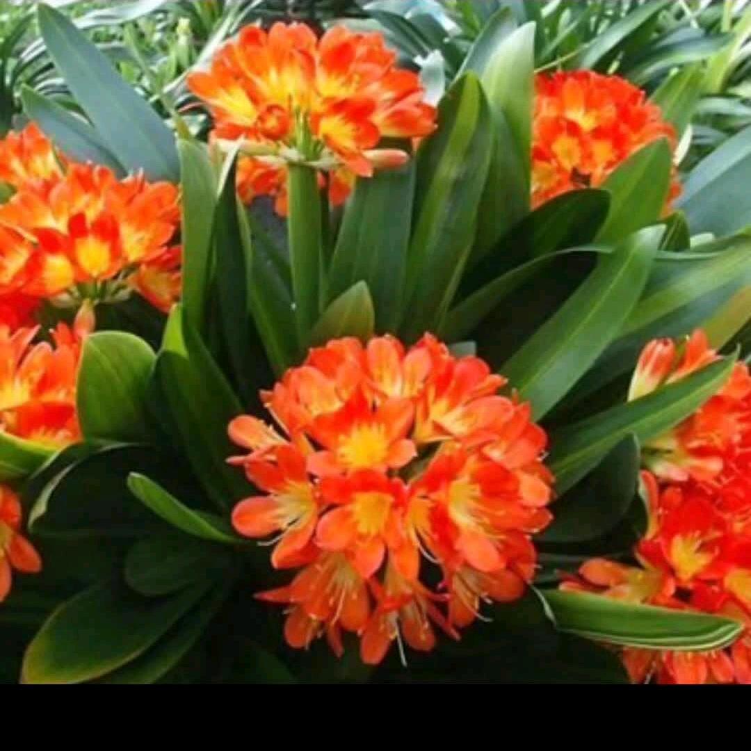 顺其自然🌻