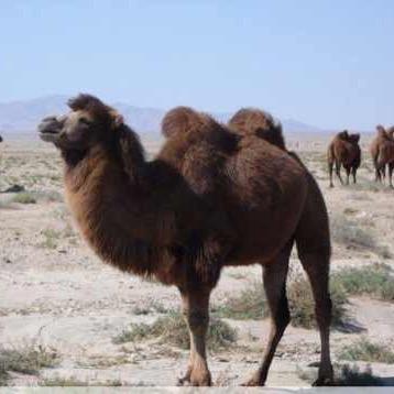 骆驼🐫