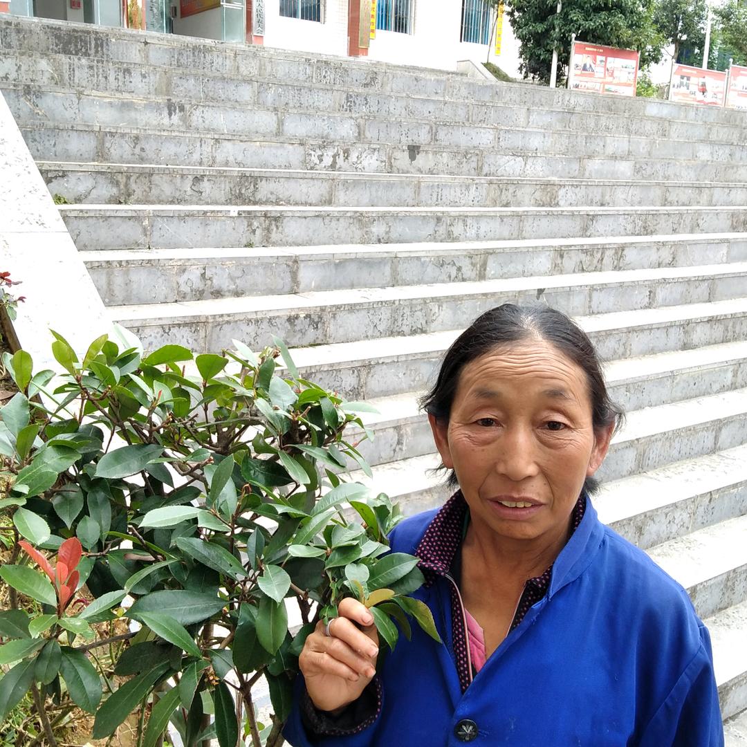 冯廷英