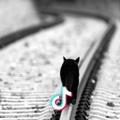 白色夜猫