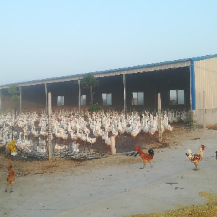 @辉宏农发、皖西大白鹅养殖；王安辉