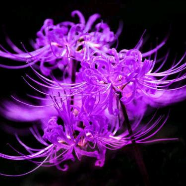 壐巇~曼珠沙华~彼岸花🎶