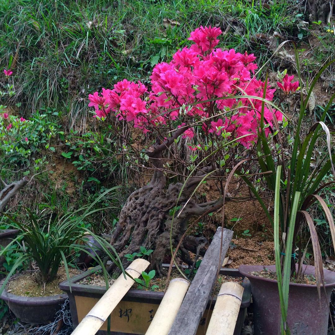 大别山映山红🌺黄山松