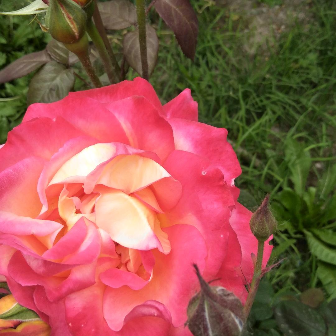 承包工程，农村平房楼房建设