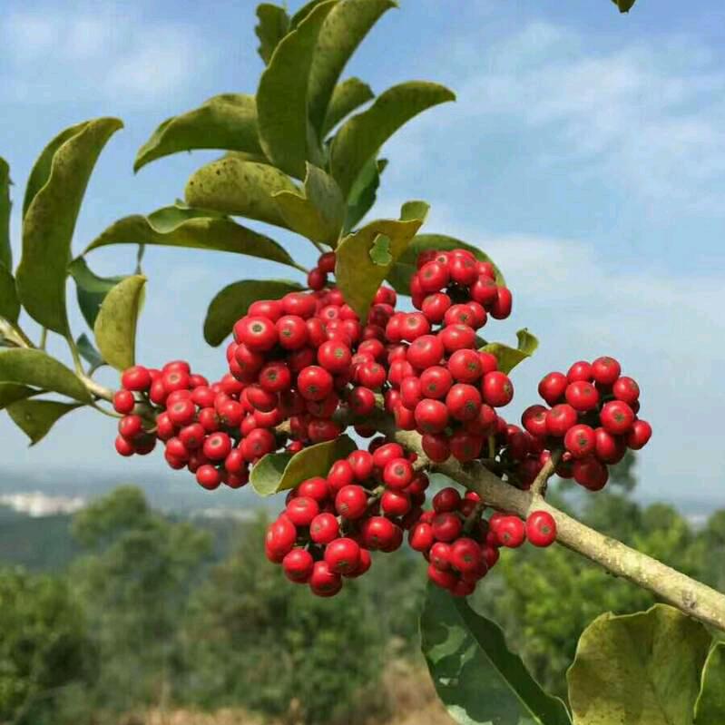 心悦