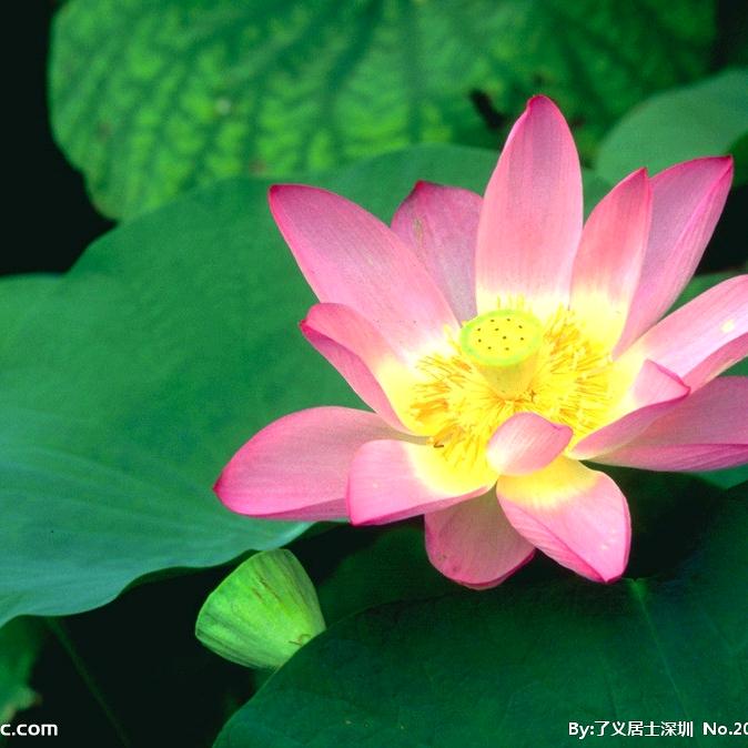 林梓小马殡仪服务