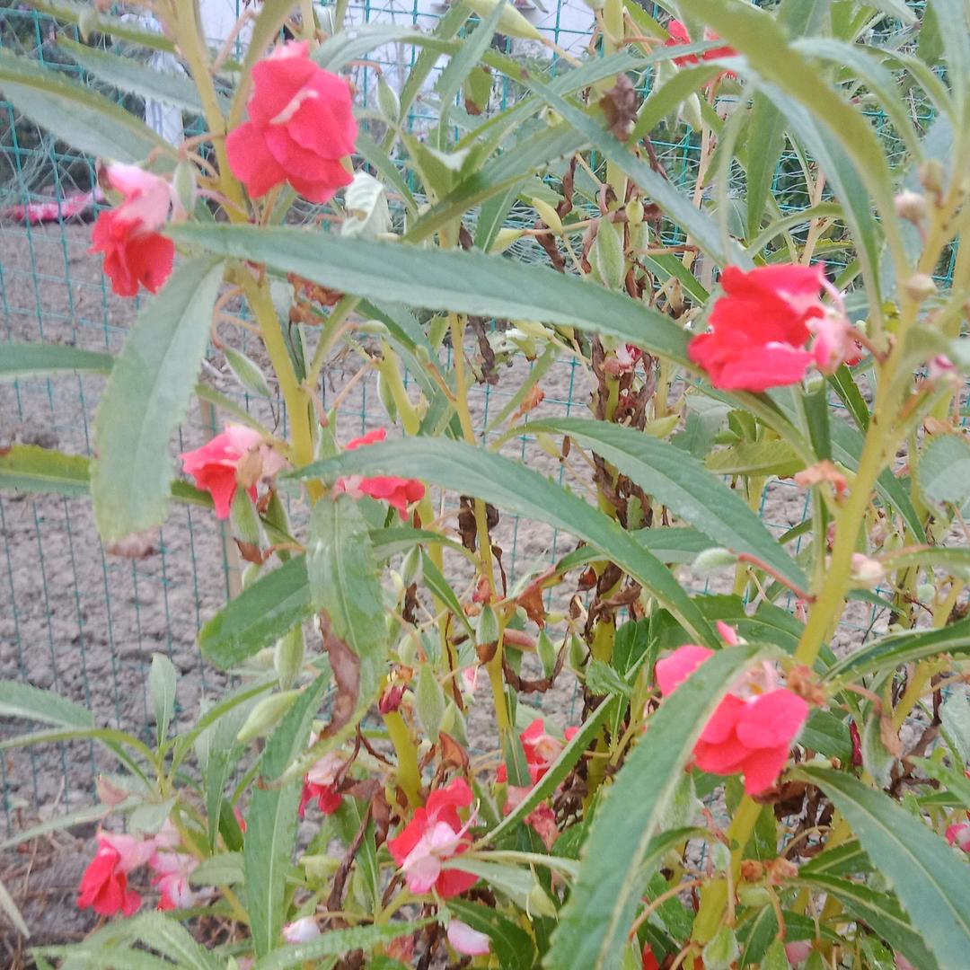 红莲花（承包宴席）