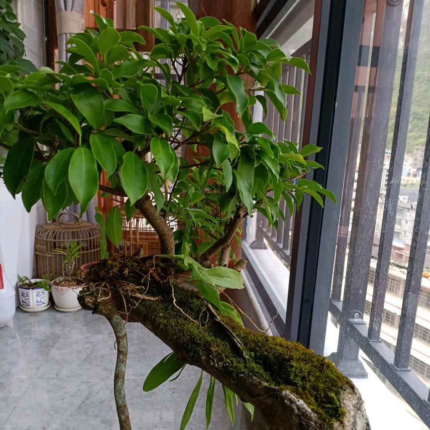 大难不死，是否有后福