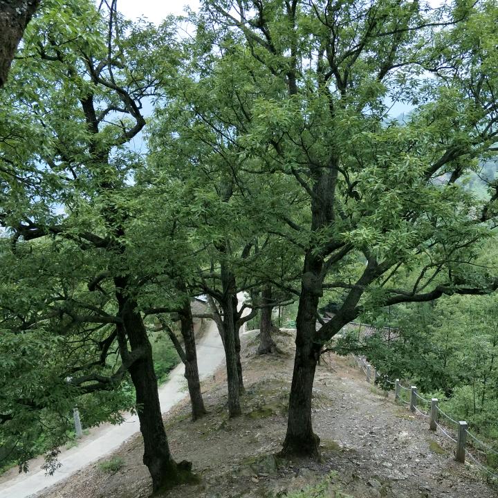 落叶归根