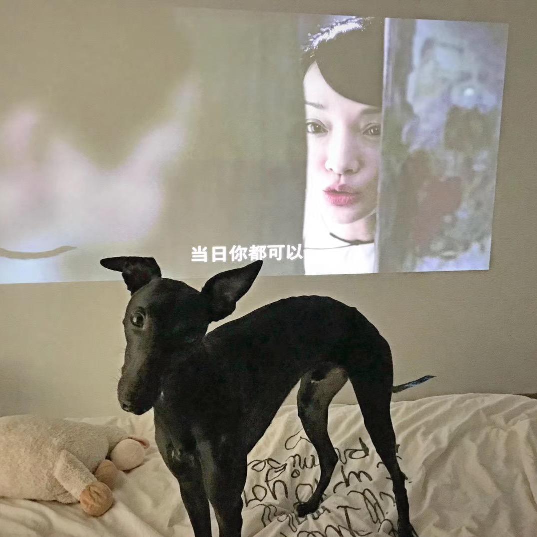 一只老面条