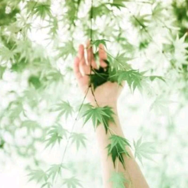 四叶草🍀