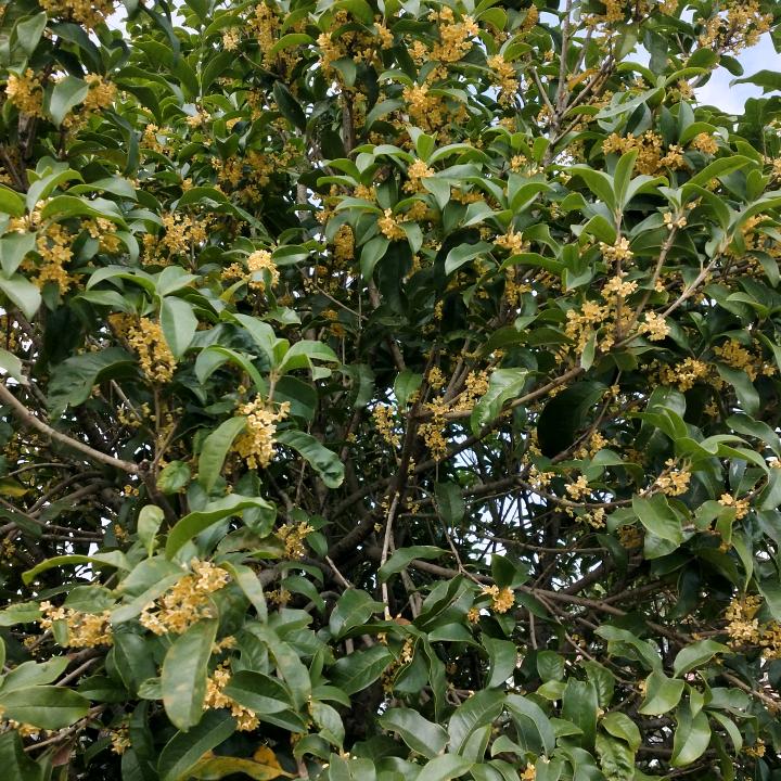 夏日秋风(不认识字)