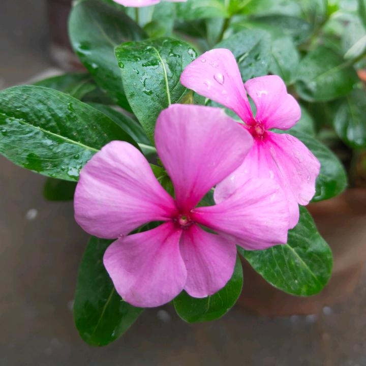 灵璧魏四地锅鸡