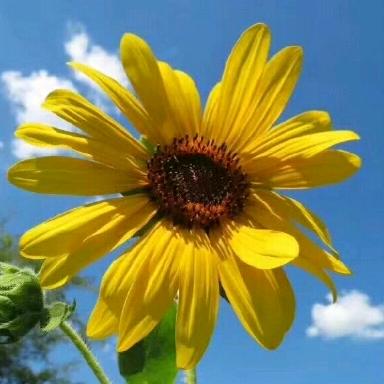 小茉莉～🌻🌻