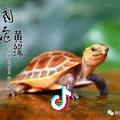 湘缘养殖场