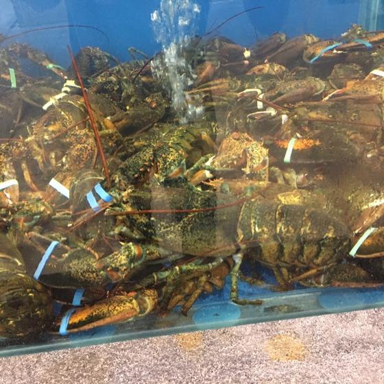 哒哒的马蹄铁