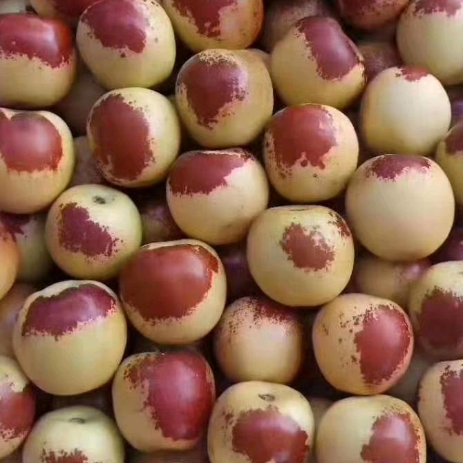 怡琳果业（冬枣哥）