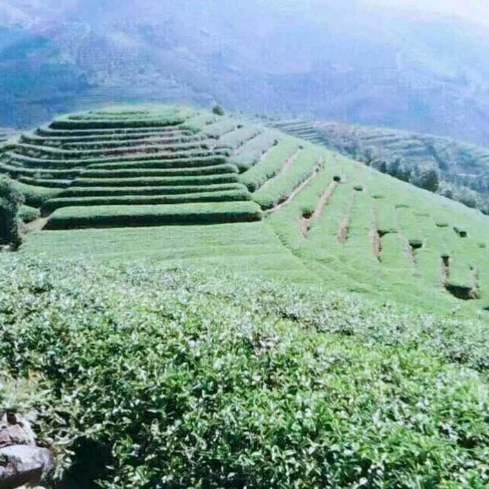 水井边白芽奇兰