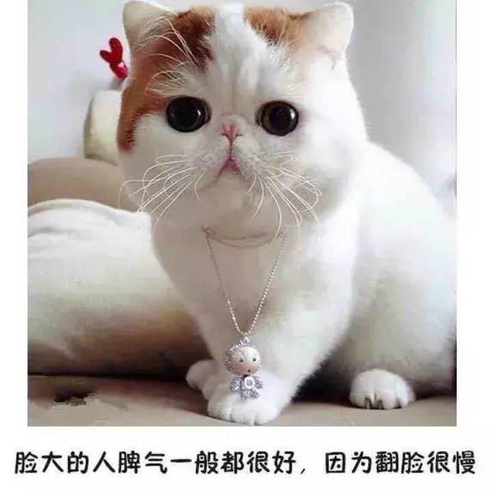 大脸猫爱小旎旎