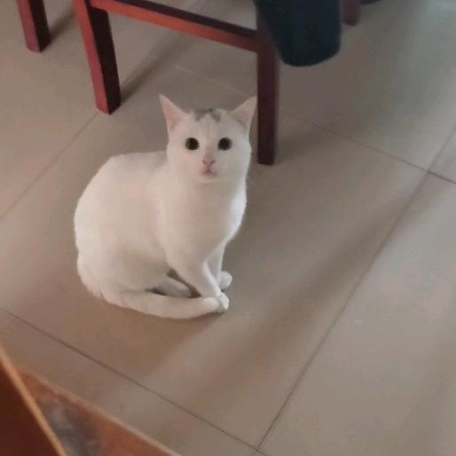 可爱的猫