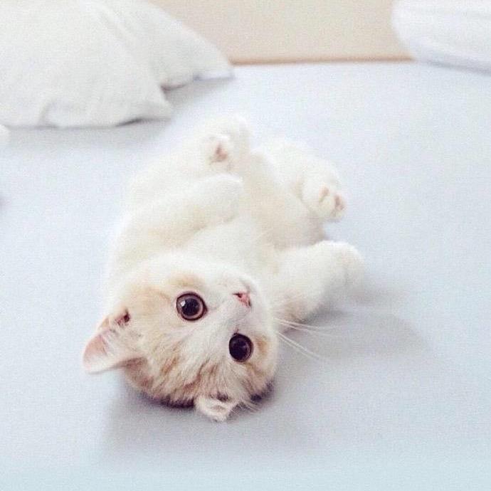 🕊 ꯭ཻsh.东.ྂ ɞ᪲҉࿚