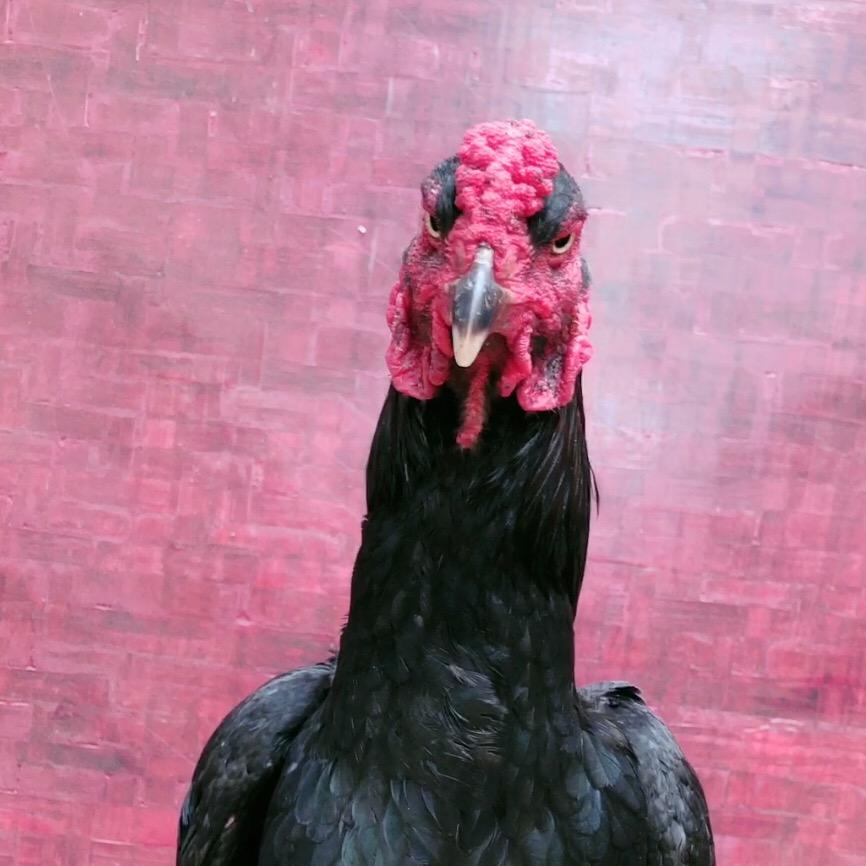 露姐斗鸡养殖