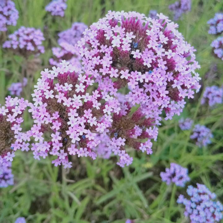 蜘蛛侠