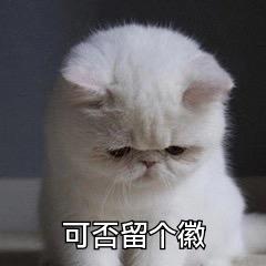 中雅宠物食品