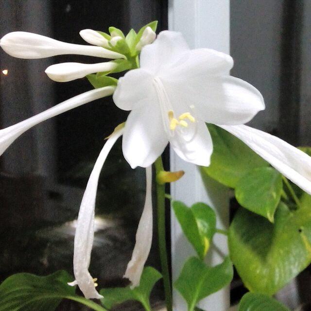 柠檬不萌