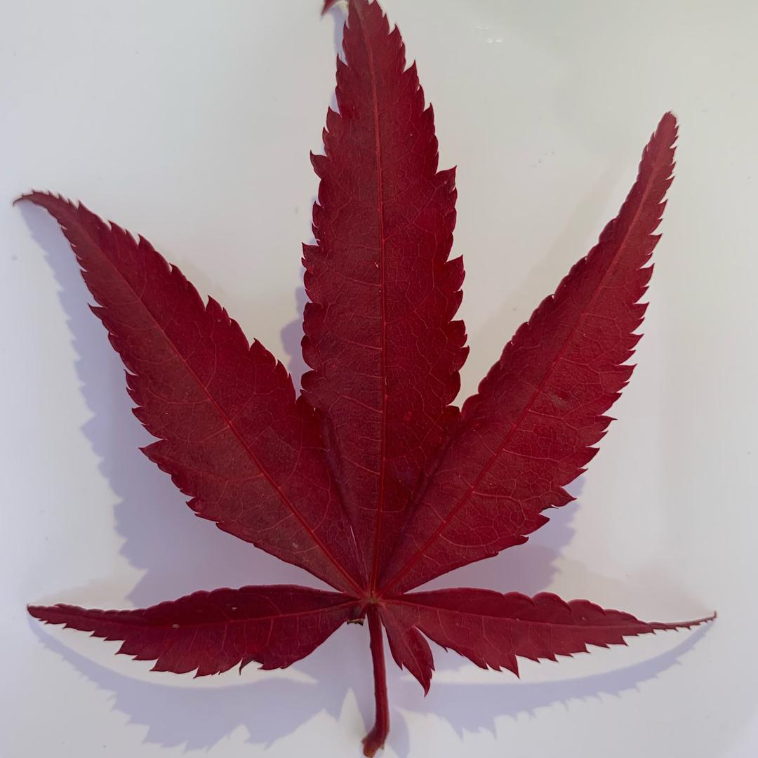 终南镇红枫基地