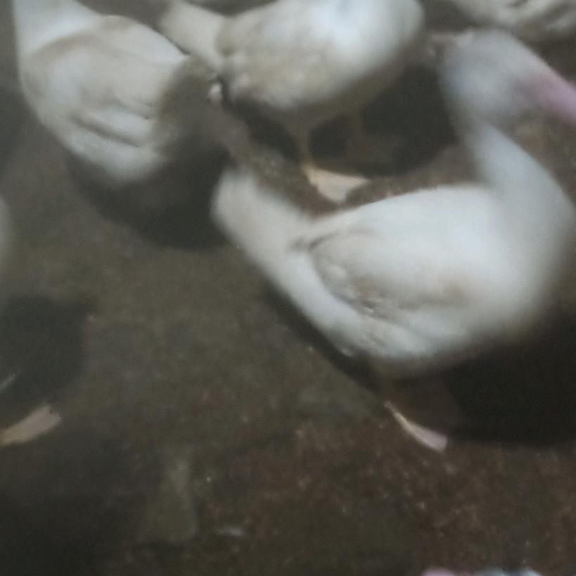 雷记批发番鸭