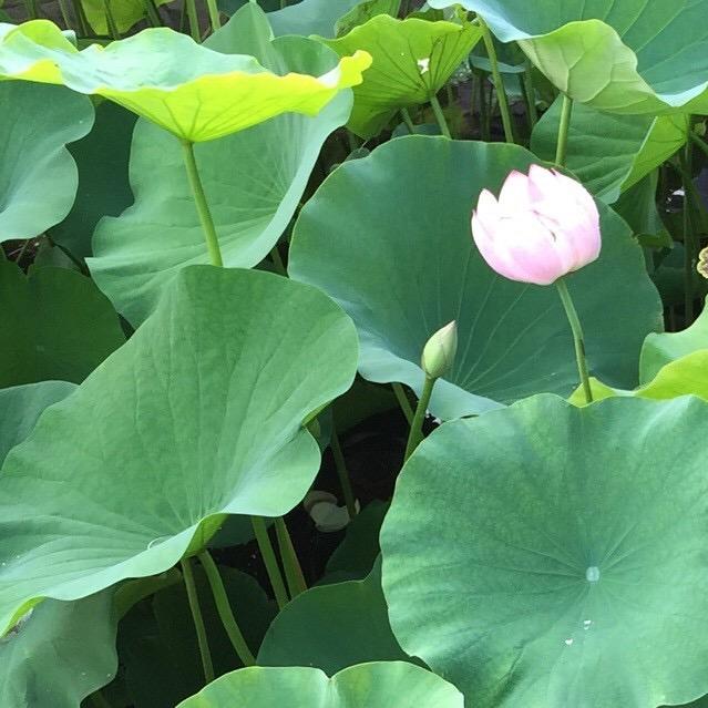 天使旋律